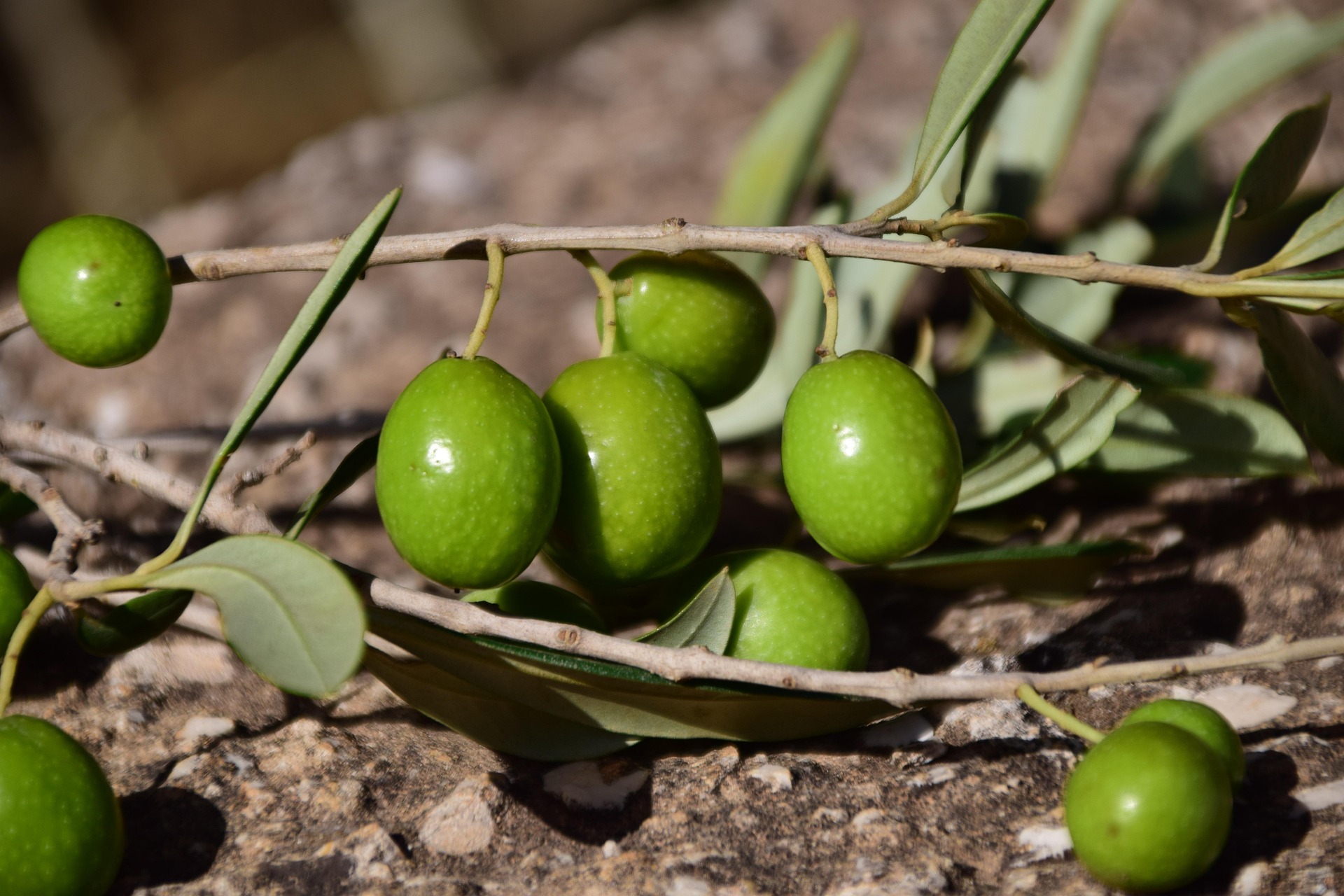 Aceitunas mediterráneas